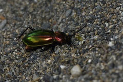 Carabus splendens
