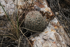 Escobaria tuberculosa varicolor