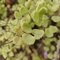 Adiantum jordanii