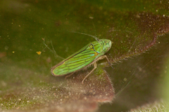 Graphocephala cythura