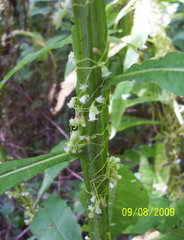 Cuscuta gronovii gronovii