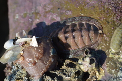 Rhyssoplax polita