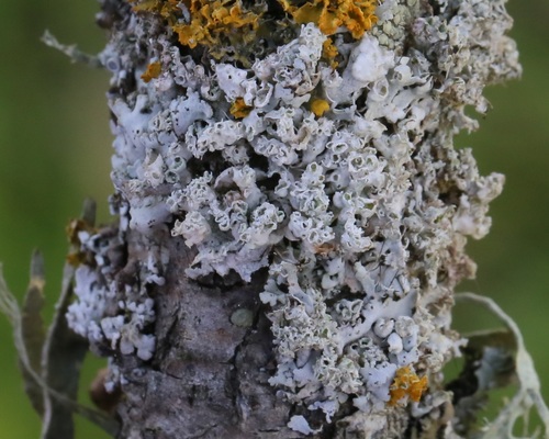 iNaturalist observation photo of Hooded Rosette Lichen