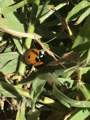 Coccinella septempunctata