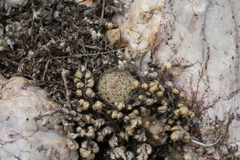 Escobaria tuberculosa varicolor