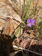 Viola calcarata