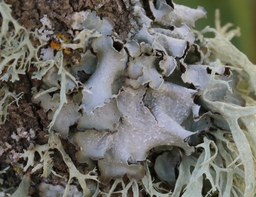 iNaturalist observation photo of Speckled Shield Lichens
