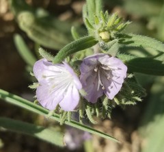 Phacelia linearis