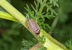 Phyllodromica subaptera