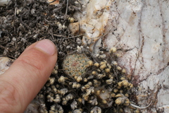 Escobaria tuberculosa varicolor