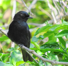 Melaenornis pammelaina ater