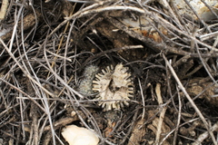 Escobaria tuberculosa varicolor