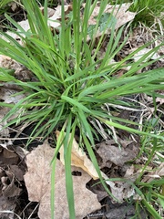Oryzopsis asperifolia
