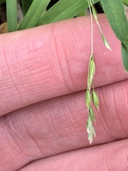Oryzopsis asperifolia