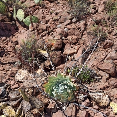 Dudleya pulverulenta