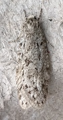 Semioscopis inornata