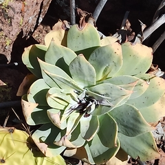 Dudleya pulverulenta