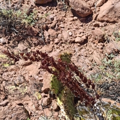 Dudleya pulverulenta