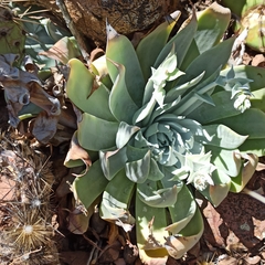 Dudleya pulverulenta