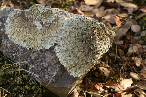 iNaturalist observation photo of rock shield lichens