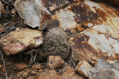 Escobaria tuberculosa varicolor