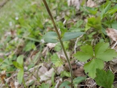 Phlox divaricata laphamii