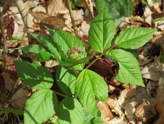Vicia oroboides