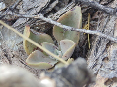 Thompsonella minutiflora