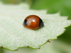 Exochomus marginipennis