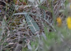 Leuzea conifera
