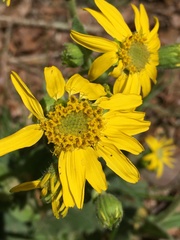 Arnica acaulis