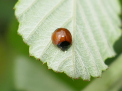 Exochomus marginipennis