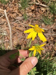 Arnica acaulis