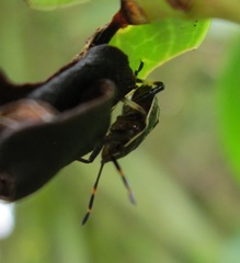 Cermatulus nasalis nasalis