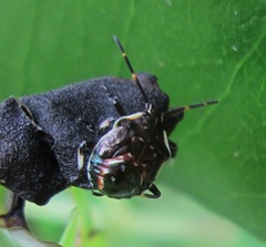 Cermatulus nasalis nasalis