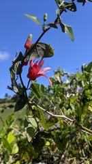 Passiflora murucuja
