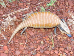 Tiliqua multifasciata