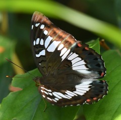 Euthalia adonia pinwilli