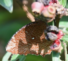 Elymnias hypermnestra beatrice