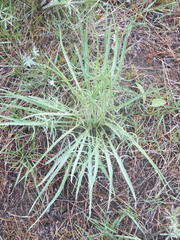 Crepis atribarba