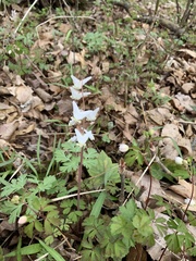 Dicentra cucullaria
