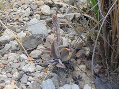 Thompsonella minutiflora
