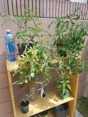 Solanum lycopersicum