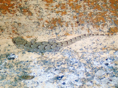 Mediodactylus kotschyi