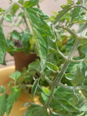 Solanum lycopersicum