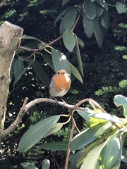 Erithacus rubecula