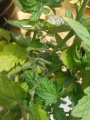 Solanum lycopersicum