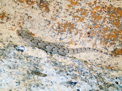 Mediodactylus kotschyi