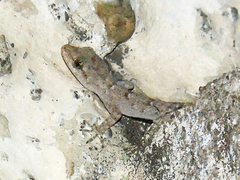 Mediodactylus kotschyi