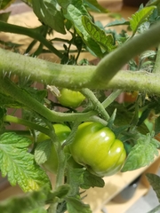 Solanum lycopersicum